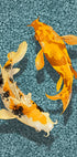 Koi Plakat - Posterbox