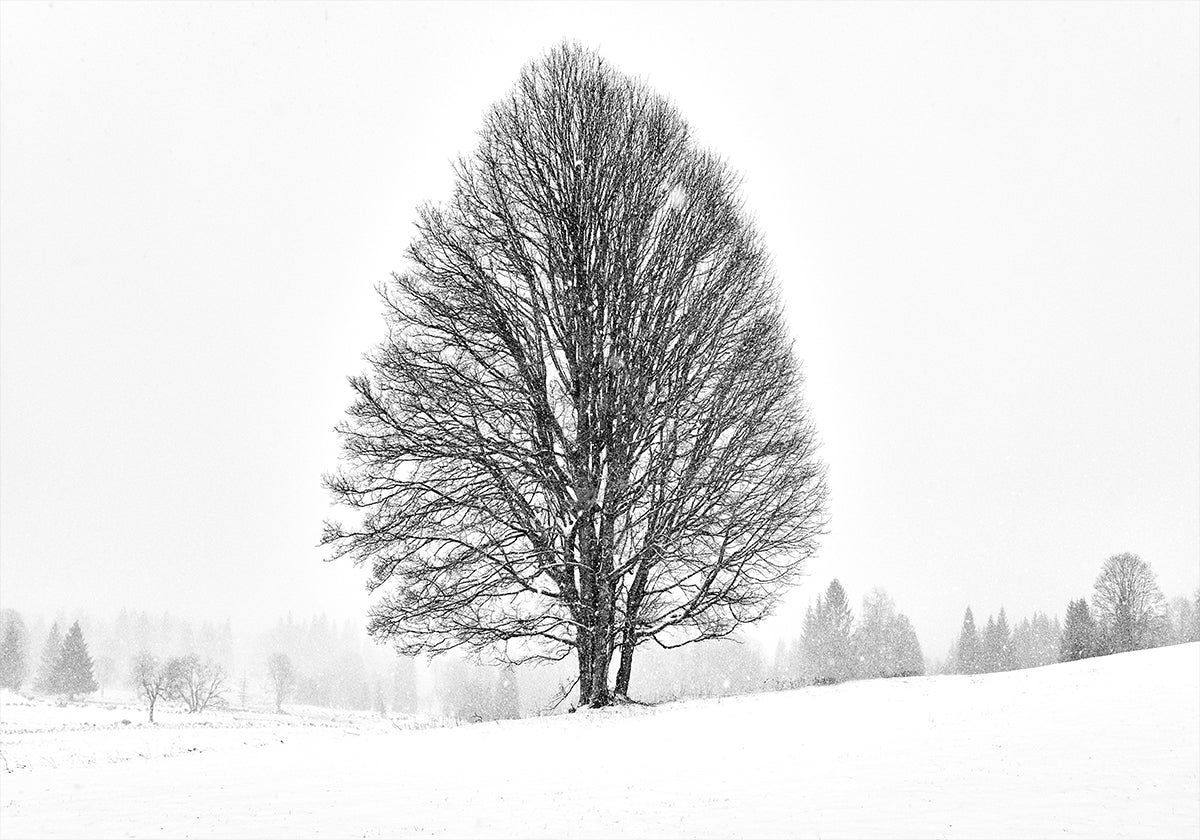 LONELY TREE Plakat - Posterbox