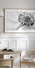 Anemone - Posterbox