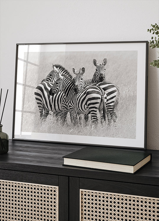 Zebras - Posterbox