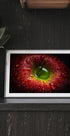 Red Apple - Posterbox