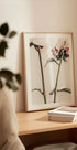 Peony 01 - Posterbox