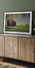 Bison in Morning Light Plakat - Posterbox
