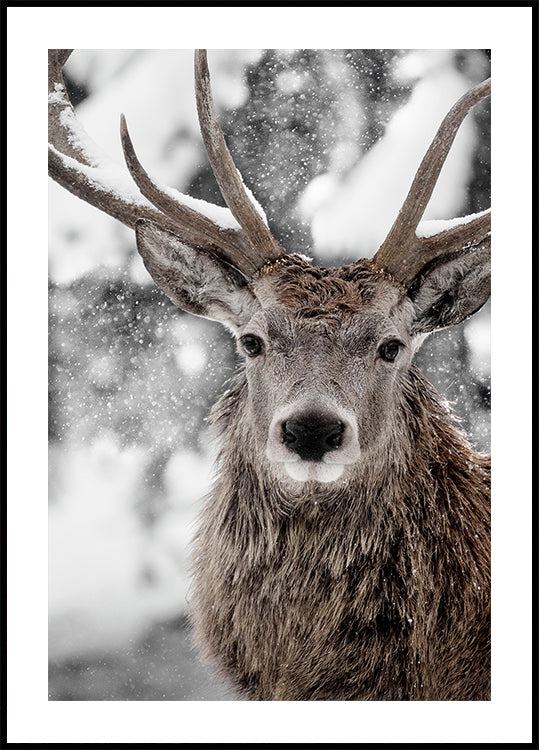 Winter Stag Plakat - Posterbox
