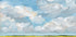 Clouds &amp; Canola Plakat - Posterbox