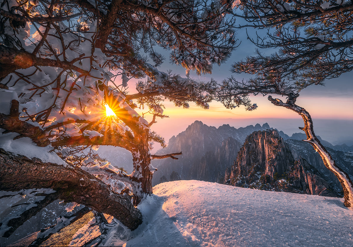 Yellow Mountain and Strange Pine after Snow Plakat - Posterbox