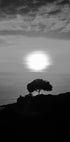 Poster „Ein Baum bei Sonnenuntergang“ - Posterbox.dk