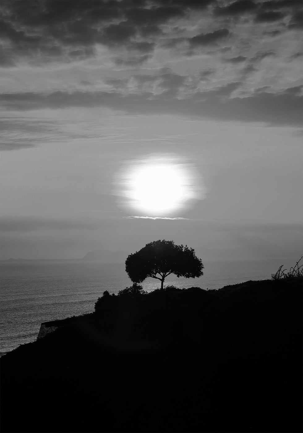 Poster „Ein Baum bei Sonnenuntergang“ - Posterbox.dk