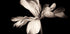 Tulip Exotic Emperor Plakat - Posterbox