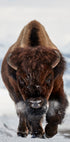 Bison Incoming Plakat - Posterbox
