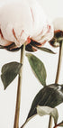 Peony 24 Plakat - Posterbox