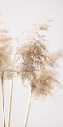Reed Grass Grey 09 Plakat - Posterbox