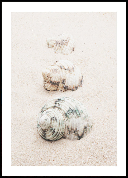 Shells - Posterbox
