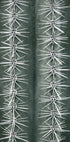 Cactus green Plakat - Posterbox