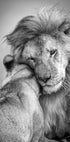 African Love! Plakat - Posterbox