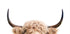 Peeking Cow Plakat - Posterbox