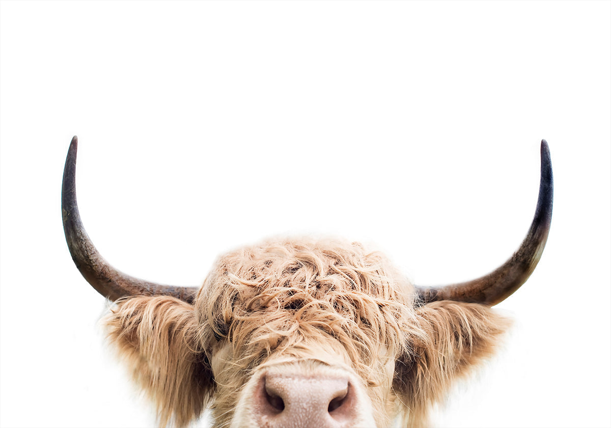 Peeking Cow Plakat - Posterbox