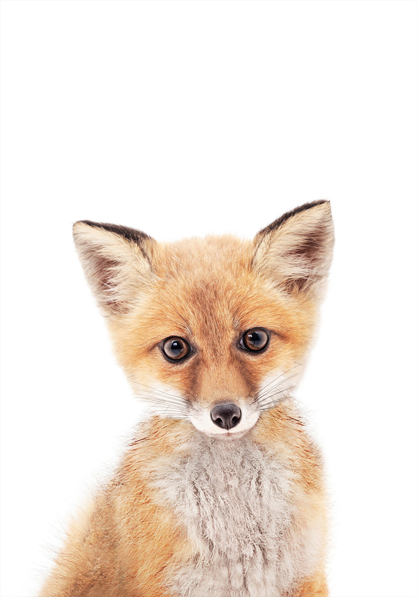 Baby Fox Plakat - Posterbox