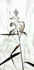 Reed Plakat - Posterbox