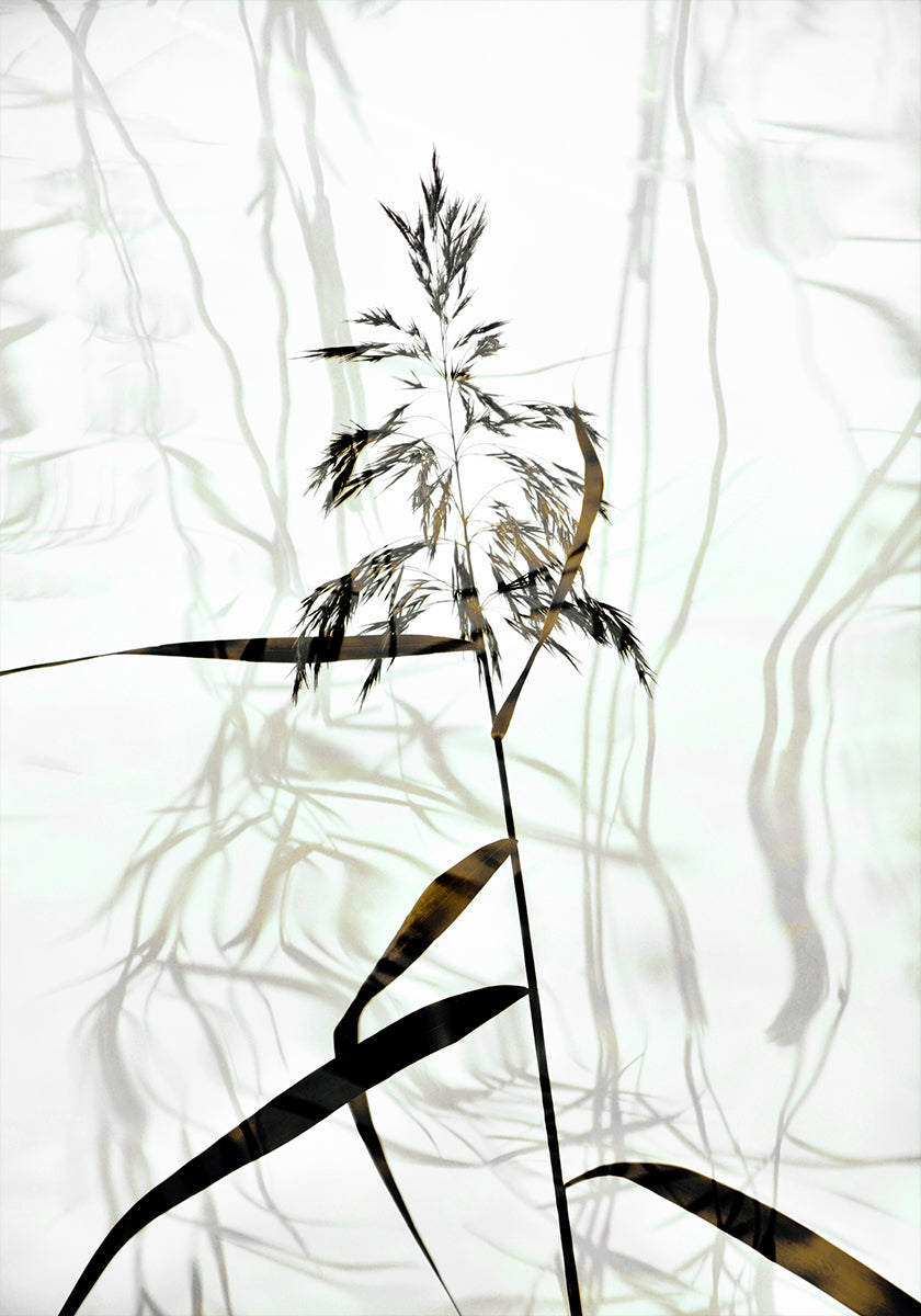 Reed Plakat - Posterbox