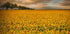 Sunflowers Plakat - Posterbox