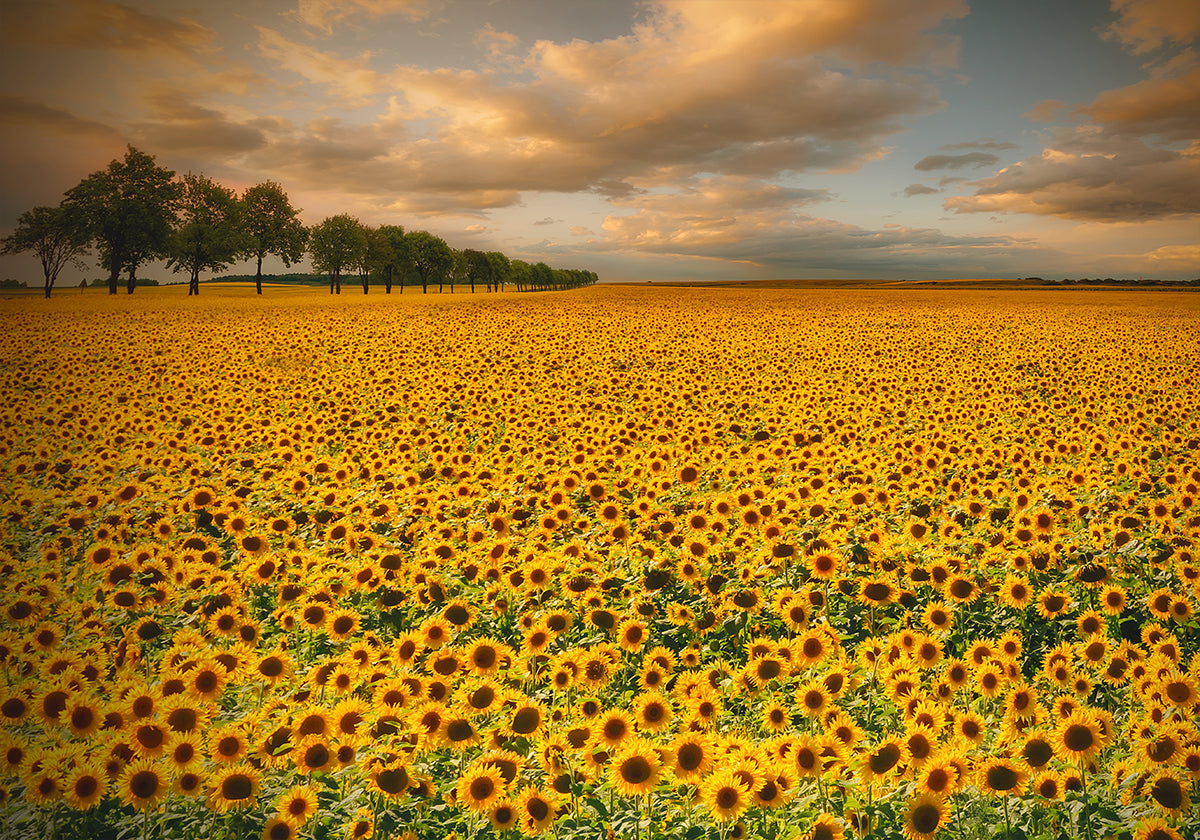 Sunflowers Plakat - Posterbox