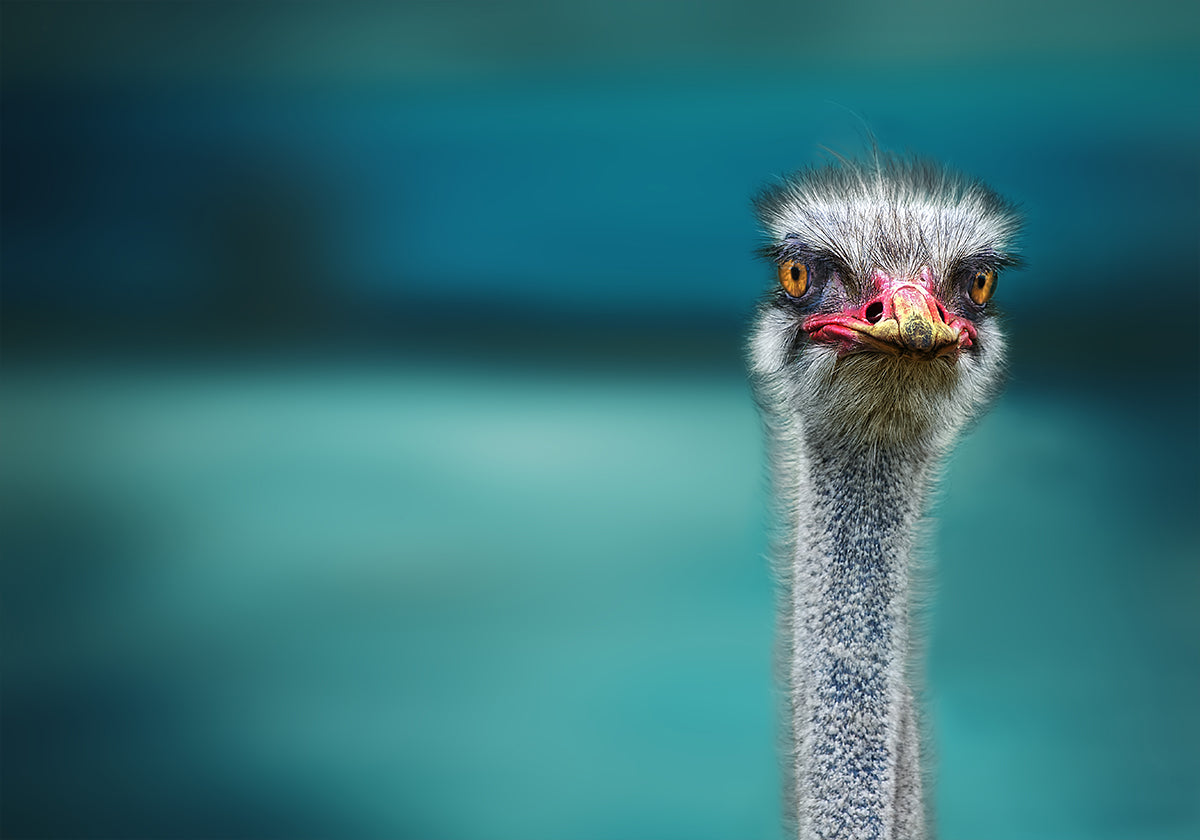 Ostrich Protecting two Poor Chicken from the Wind - Posterbox