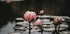 Rosa Lotusblumen Poster - Posterbox.dk