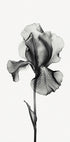 Abstraktes Iris-Poster - Posterbox.dk