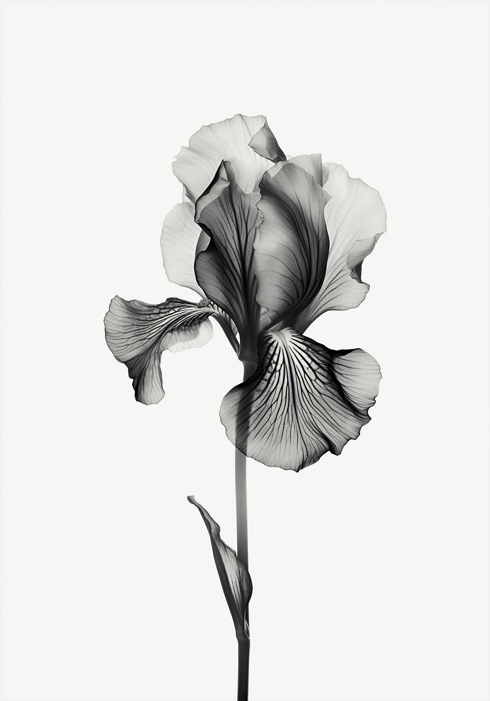 Abstraktes Iris-Poster - Posterbox.dk