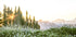 Alpendämmerung, Wildblumen und Waldsonnenaufgang Poster - Posterbox.dk