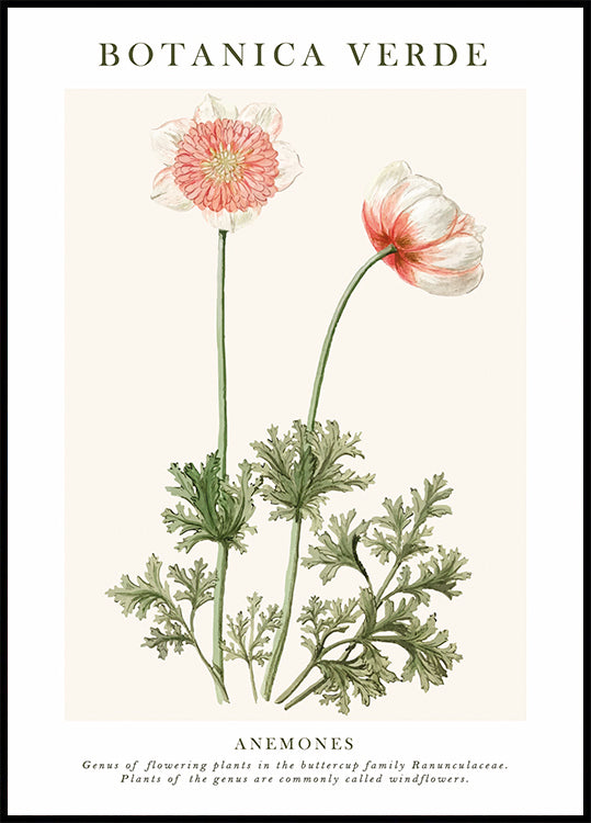 Anemonen-Poster - Posterbox.dk