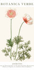Anemonen-Poster - Posterbox.dk