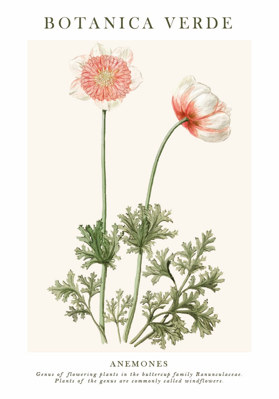 Anemonen-Poster - Posterbox.dk