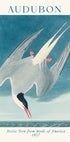 Küstenseeschwalbe von Birds of America Audubon Poster - Posterbox.dk