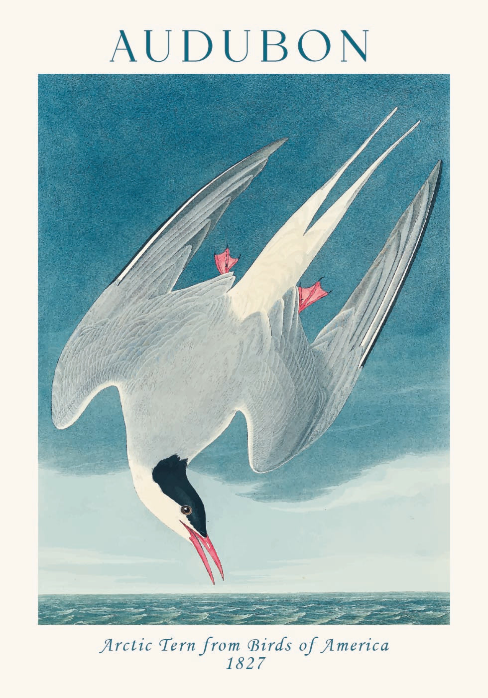 Küstenseeschwalbe von Birds of America Audubon Poster - Posterbox.dk