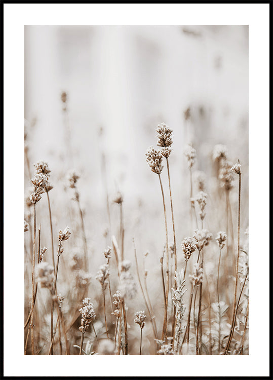 Herbstliches Trockenblumen-Poster - Posterbox.dk