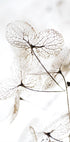 Herbstgetrocknete Blätter Nr. 3 Poster - Posterbox.dk