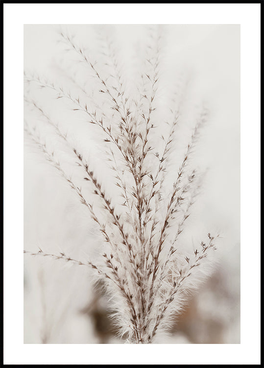 Herbstliches Miscanthus-Poster - Posterbox.dk