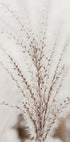 Herbstliches Miscanthus-Poster - Posterbox.dk