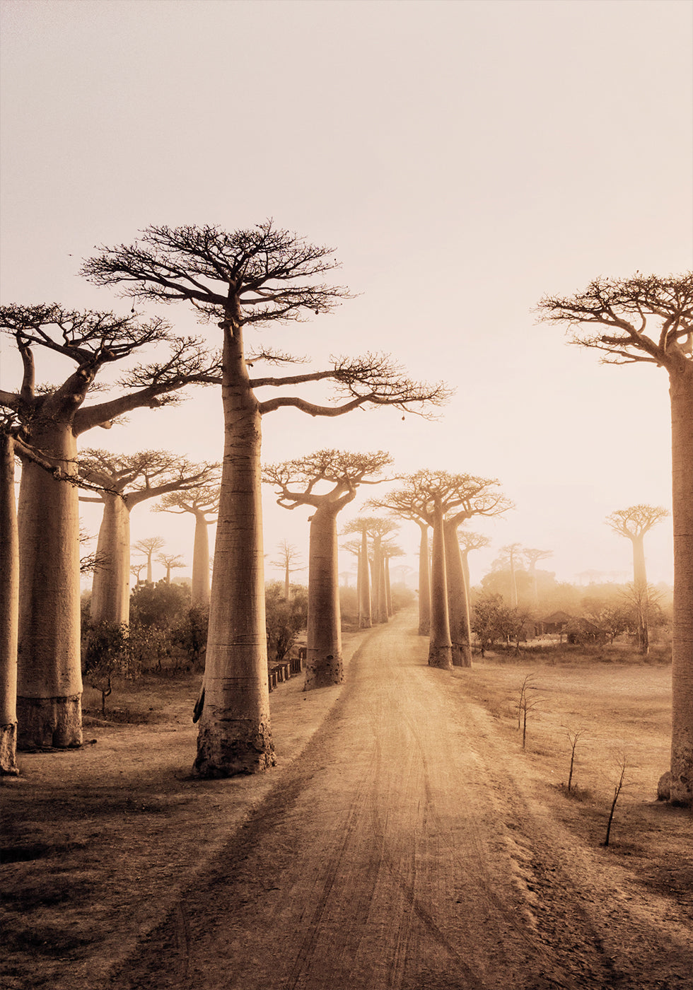 Baobab-Bäume bei Sonnenuntergang Poster - Posterbox.dk