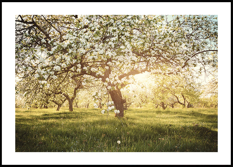 Blühendes Kirschgarten-Poster - Posterbox.dk