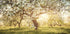 Blühendes Kirschgarten-Poster - Posterbox.dk