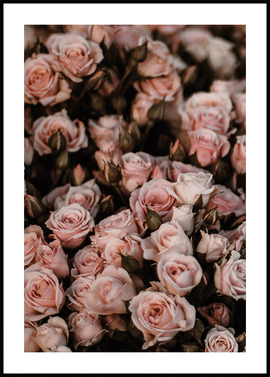 Errötendes rosa Rosen-Poster - Posterbox.dk