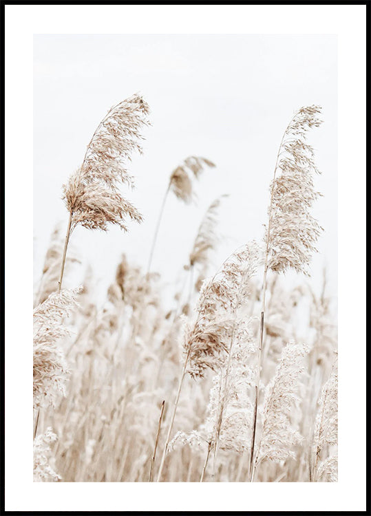 Boho Getrocknetes Schilf in der Natur Poster - Posterbox.dk