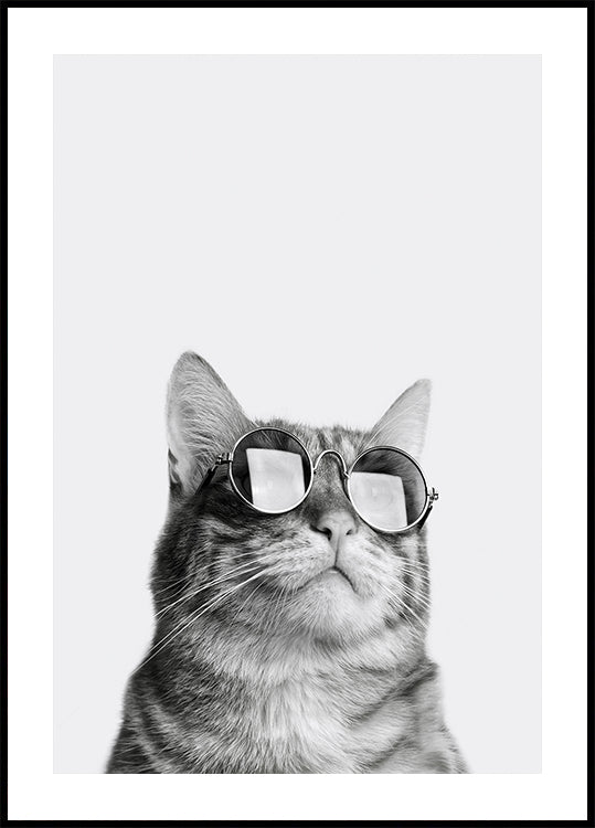 Coole Katze mit Sonnenbrille Poster - Posterbox.dk