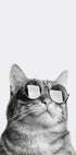 Coole Katze mit Sonnenbrille Poster - Posterbox.dk
