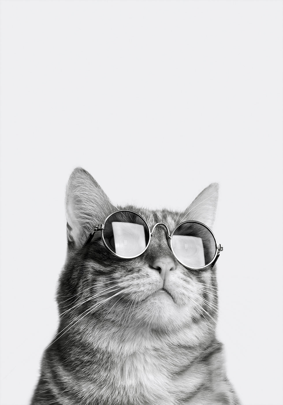 Coole Katze mit Sonnenbrille Poster - Posterbox.dk