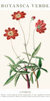Cosmos Botanical Poster - Posterbox.dk