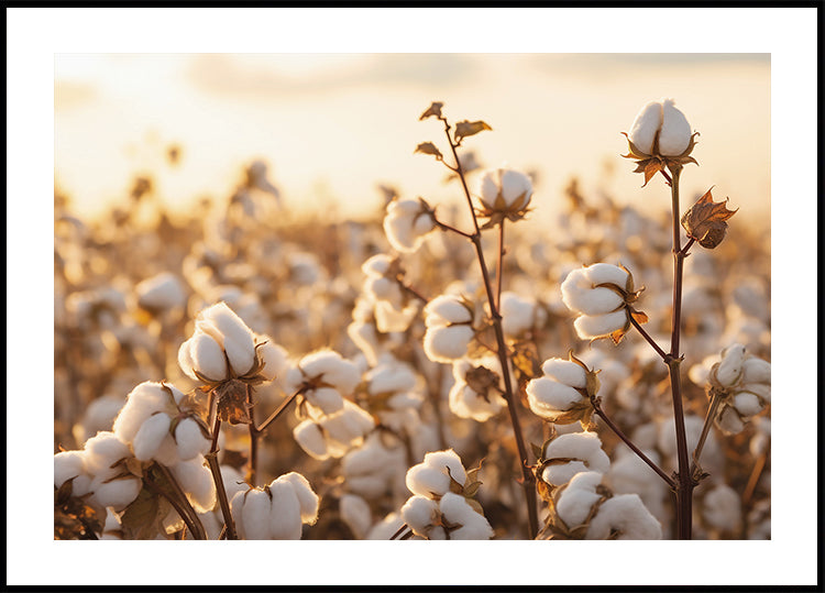 Baumwollblumen bei Sonnenuntergang Poster - Posterbox.dk